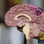 human brain - addicted brain - memory - how to get your memory back - memory stem cells