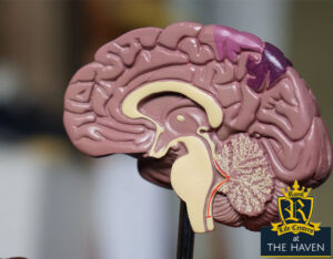 human brain - addicted brain - memory - how to get your memory back - memory stem cells