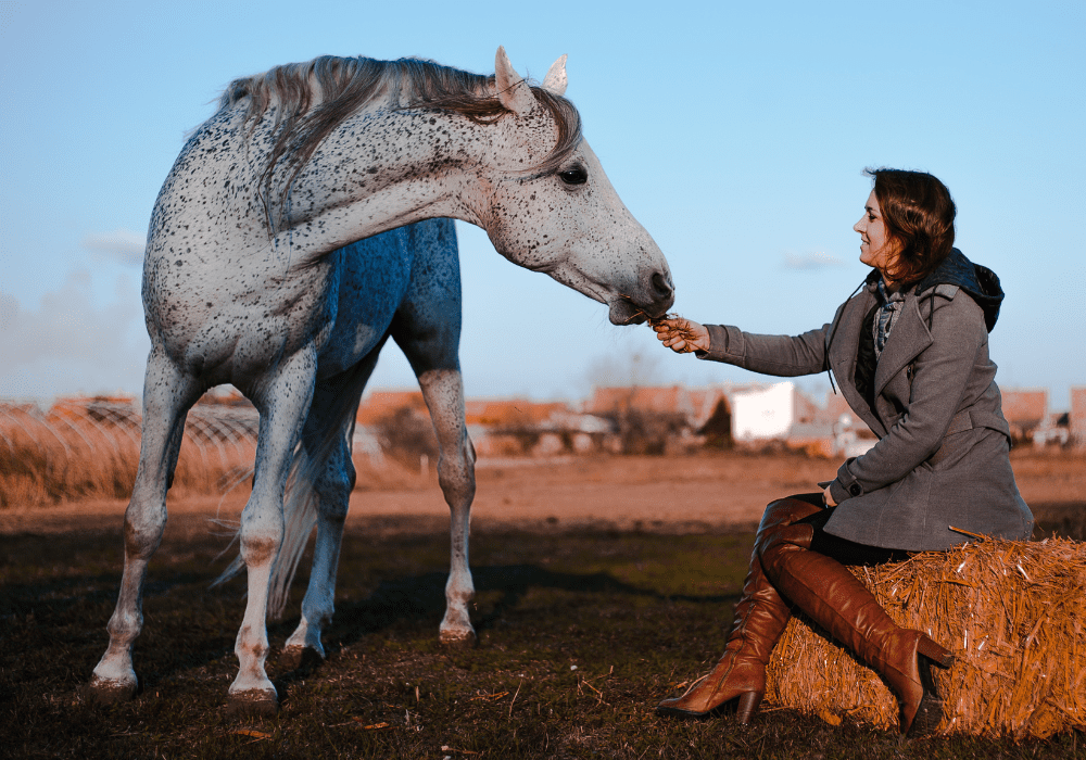 Equine Therapy for Addiction at Royal Life Centers at The Haven