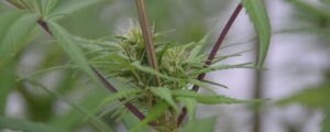 Clearing the Haze: Your Guide to THC Detox