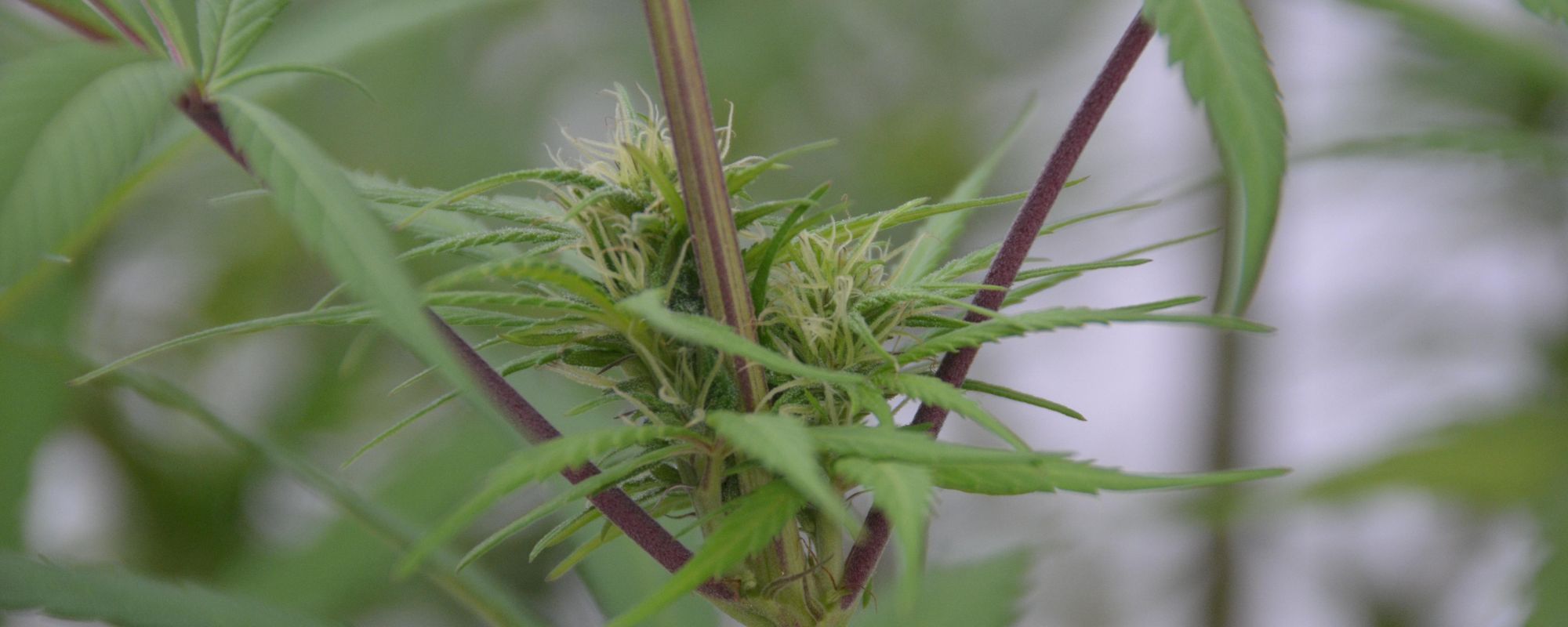 Clearing the Haze: Your Guide to THC Detox