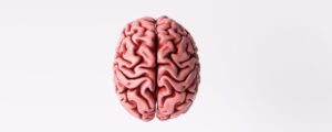 How Drugs of Addiction Act on the Limbic System: The Brain’s Reward Circuit