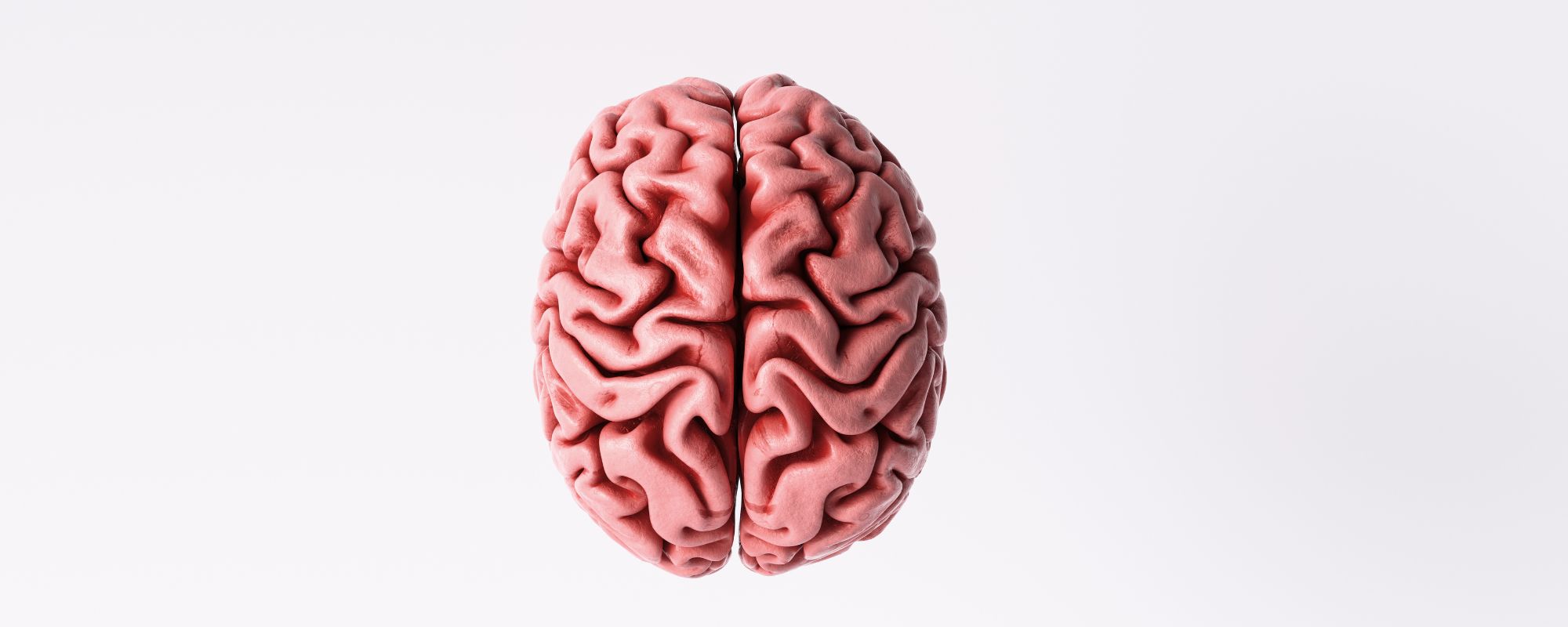 How Drugs of Addiction Act on the Limbic System: The Brain’s Reward Circuit