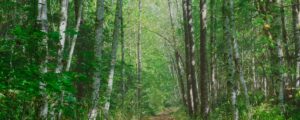 Drug Rehab in Lacey, WA: Finding the Help You Need at The Haven Detox