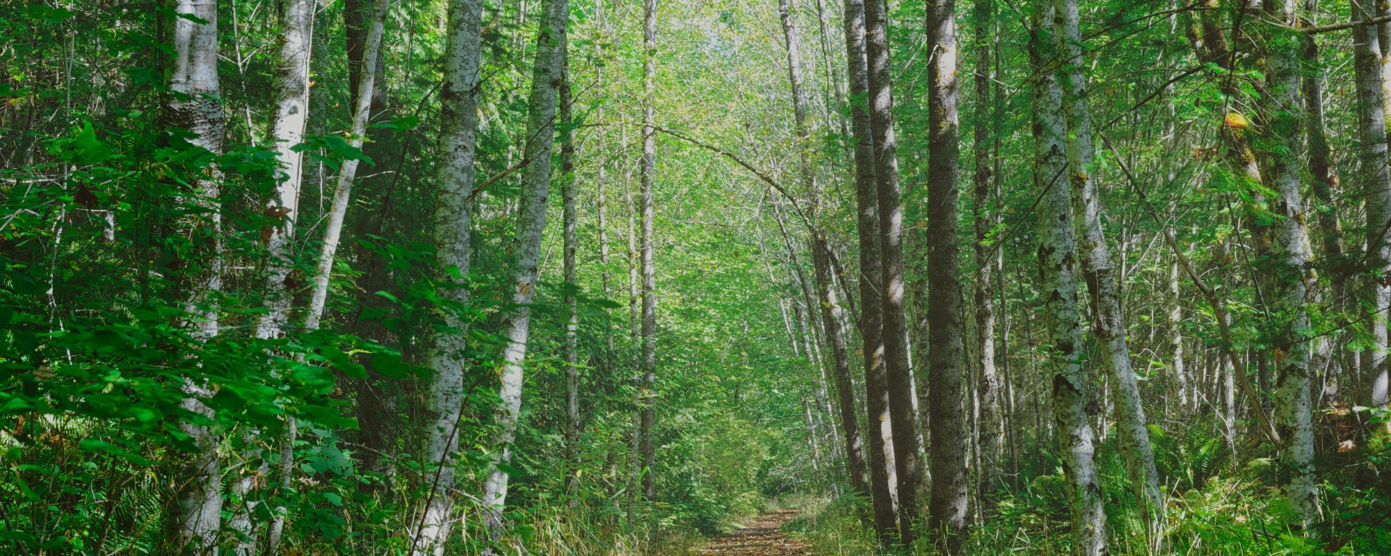 Drug Rehab in Lacey, WA: Finding the Help You Need at The Haven Detox